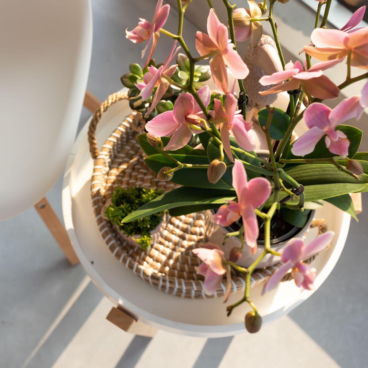 Kolibri Orchids | oudroze Phalaenopsis orchidee - Jewel Treviso - potmaat Ø9cm | bloeiende kamerplant - vers van de kweker