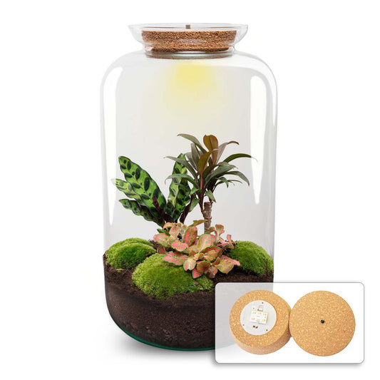 Terrarium DIY Kit - Sven Palm - Flessentuin - ↑ 43 cm