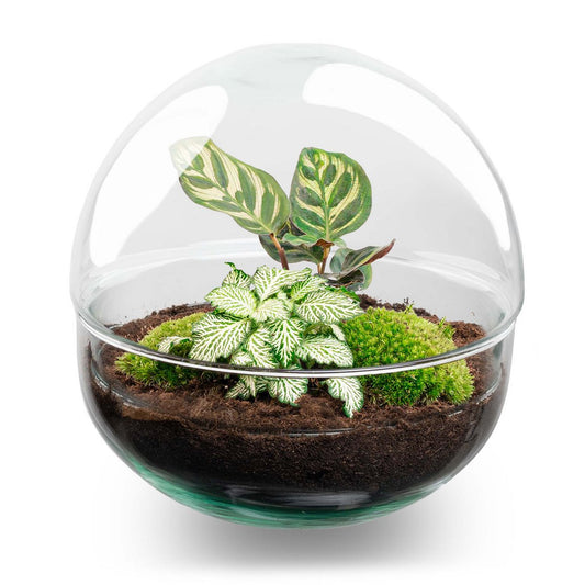 Terrarium DIY Kit - Koepel - Flessentuin - ↑ 20 cm