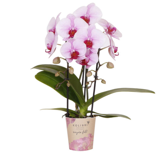 Kolibri Orchids | roze Phalaenopsis orchidee - Niagara Fall  - potmaat Ø9cm | bloeiende kamerplant - vers van de kweker