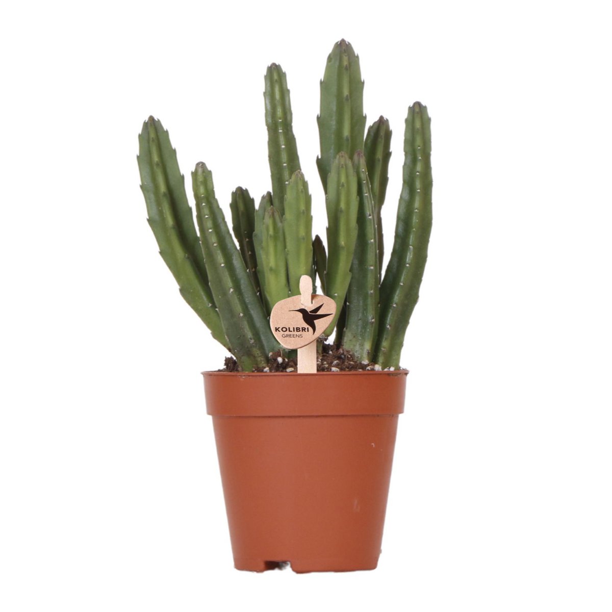 Kolibri Greens | Groene plant - Stapelia - groene kamerplant - vers van de kweker - Ø9cm