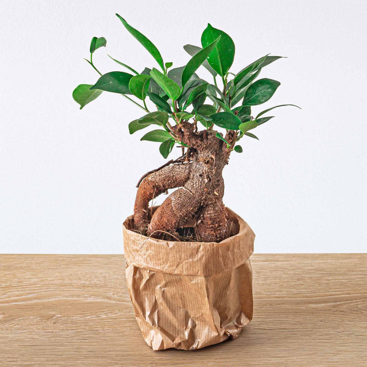 Ficus microcarpa ginsengbonsai - ↑20 cm