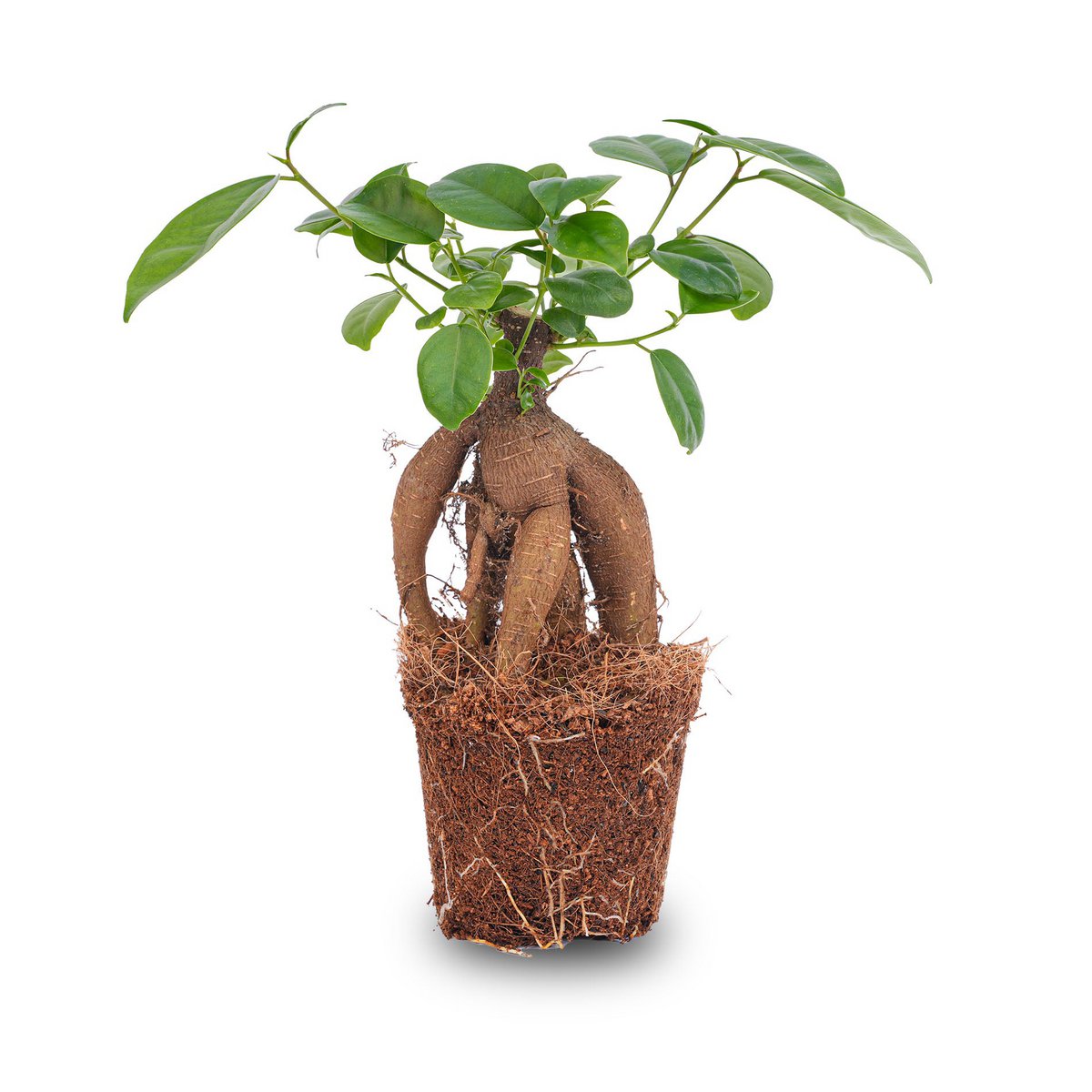 Ficus microcarpa ginsengbonsai - ↑20 cm