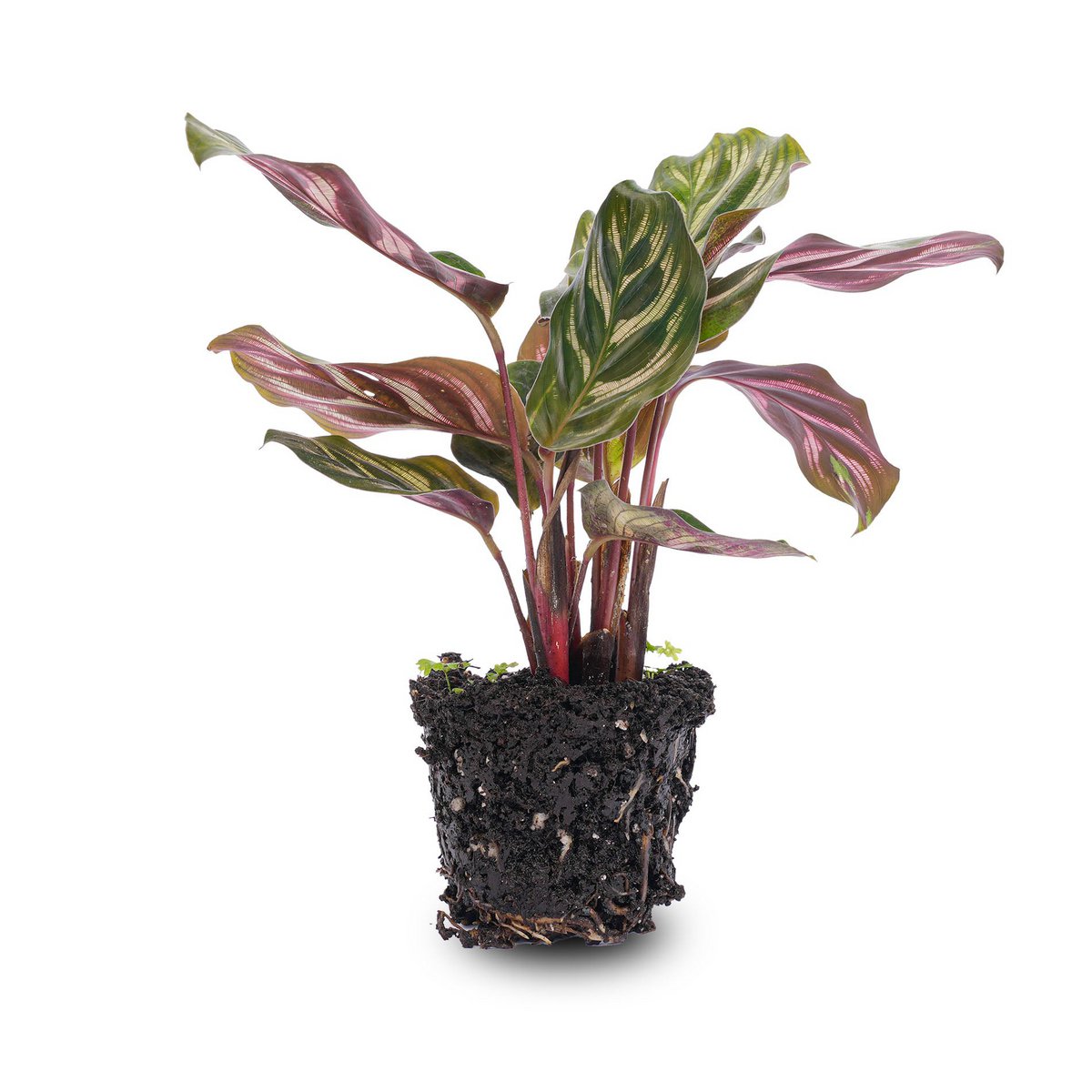 Calathea Makoyana - Pauwplant - Terrariumplant