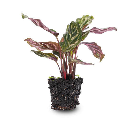 Calathea Makoyana - Pauwplant - Terrariumplant