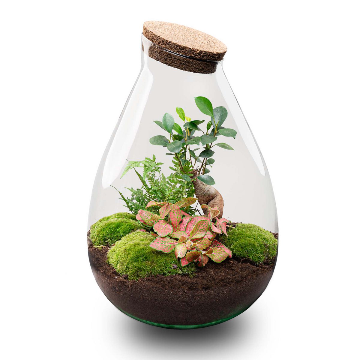 Terrarium DIY Kit - Drop XL Ficus Ginseng Bonsai - Flessentuin - ↑ 37 cm