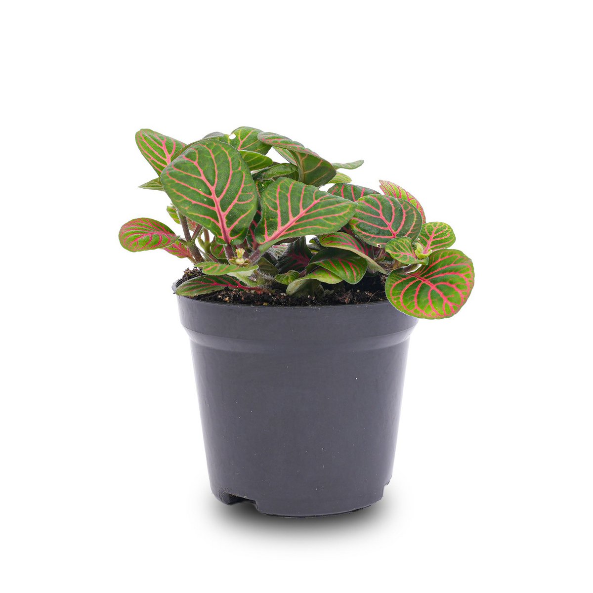 Fittonia Bubble Red - Rood en groen - Mozaïekplant