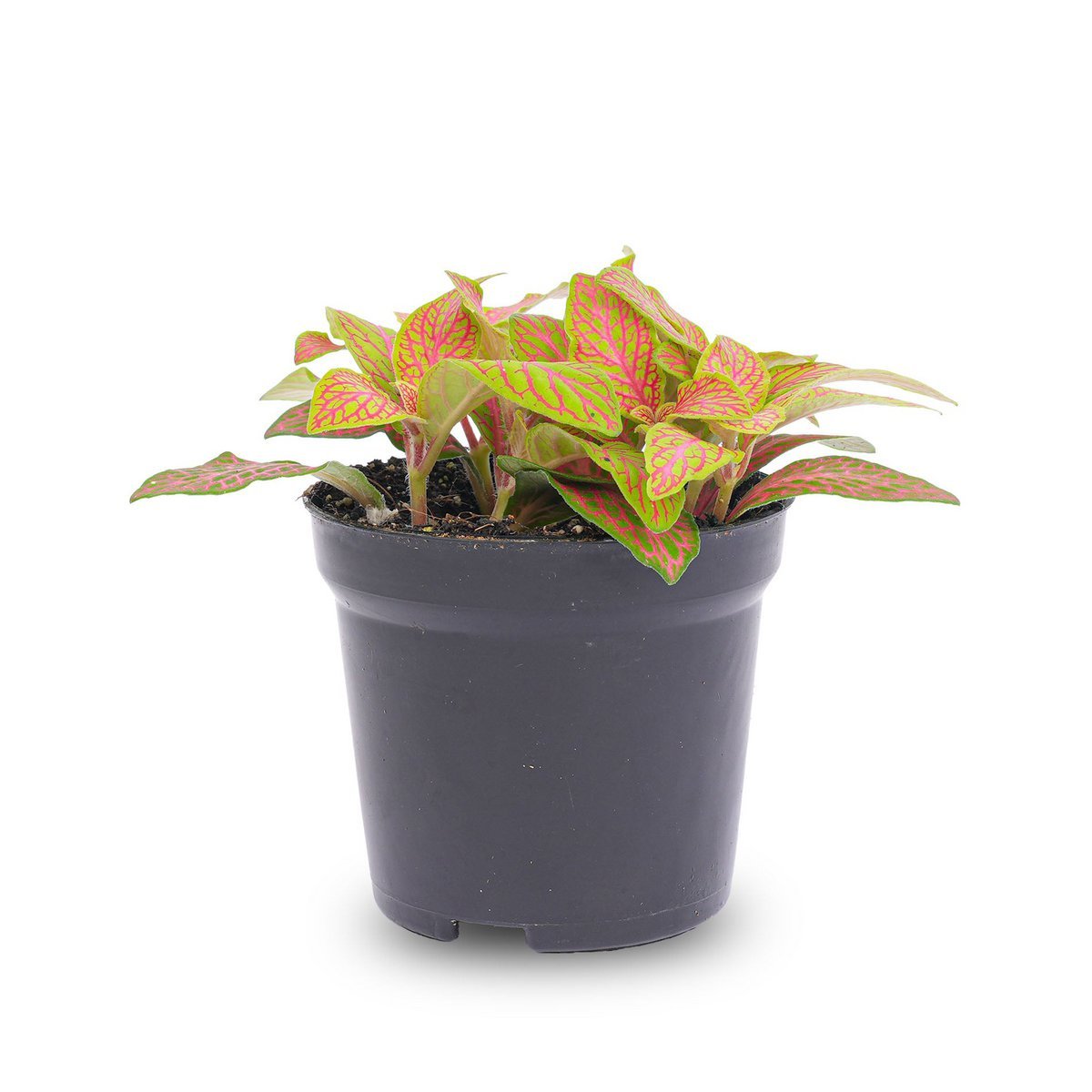 Fittonia Oranje - Roze - Ruby Lime - Mozaïekplant
