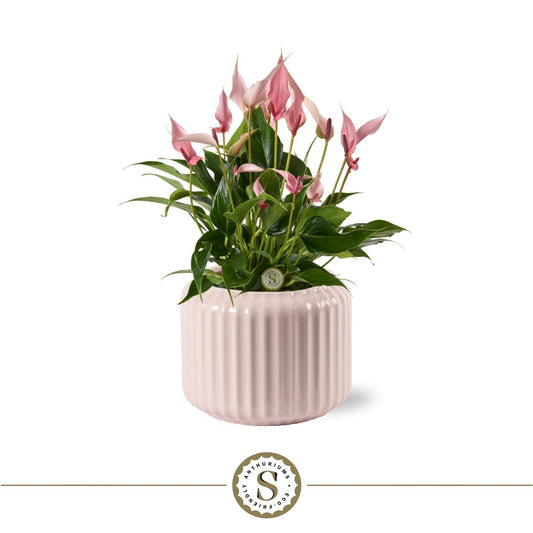 Bologna Pastel Pink Lilli