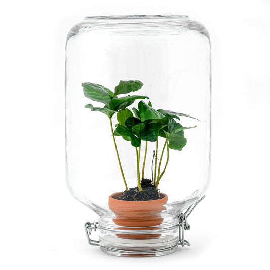 Easyplant - Coffea Arabica - DIY Terrariumpakket - ↑ 28 cm