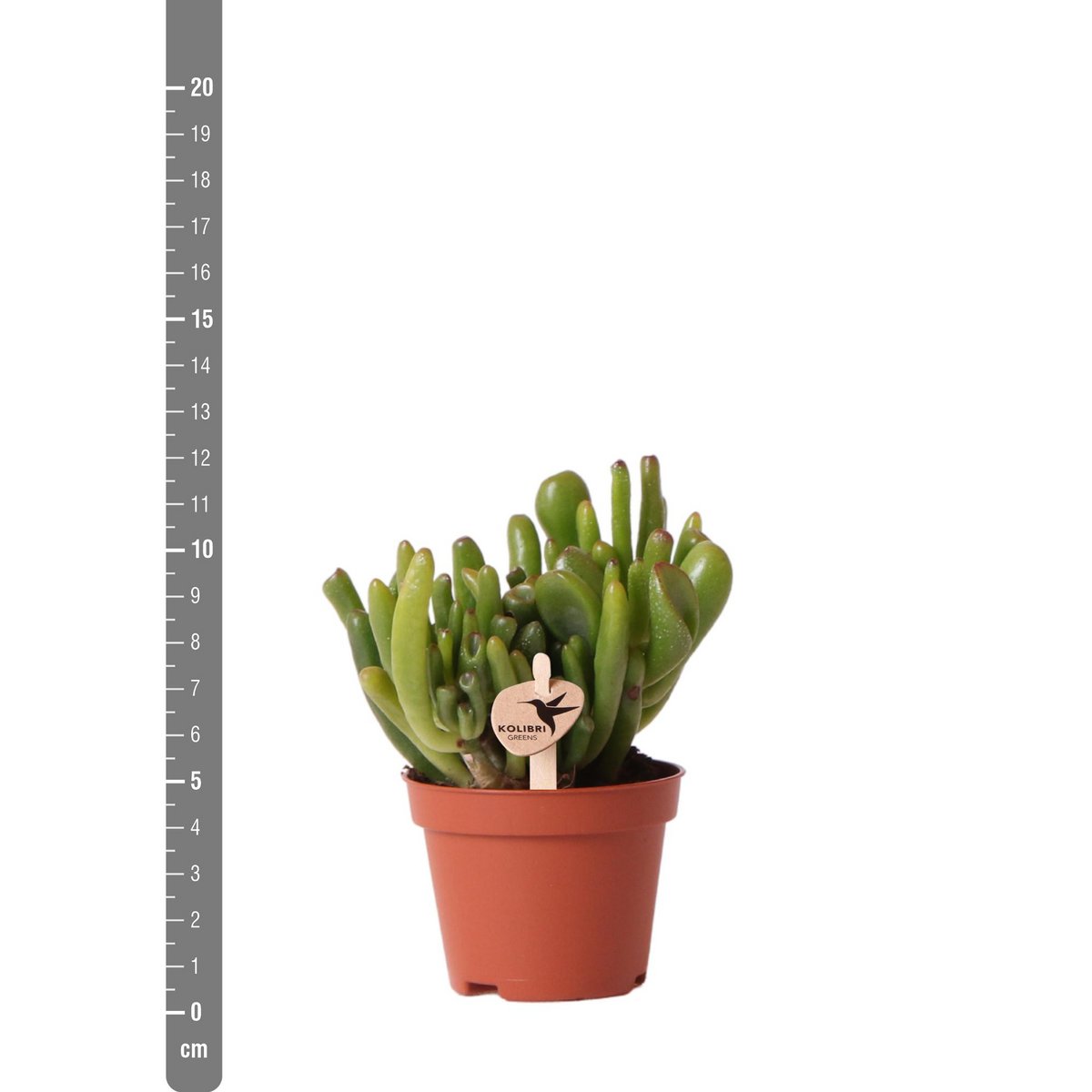 Kolibri Greens | Groene plant - Succulent Crassula Hobbit - potmaat Ø6cm - groene kamerplant - vers van de kweker