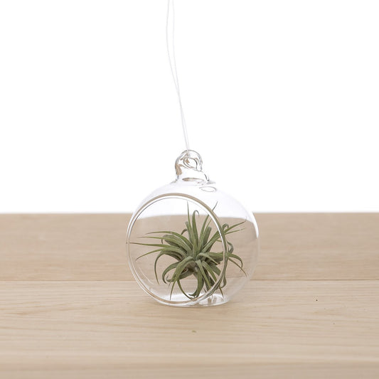 Tillandsia in Glasbol 6cm