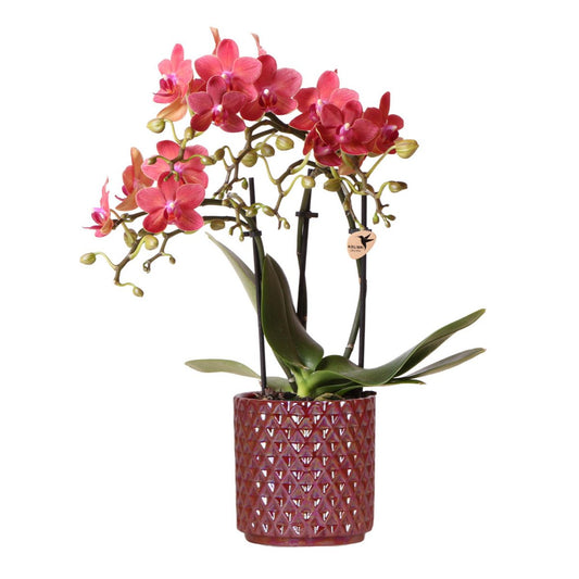 Colibr Orchids | Rode Phalaenopsis Orchid Congo + Diamond Pearl Pot Rood - Pot Measure Ø9cm | -Driverende kamerplant - vers van de teler