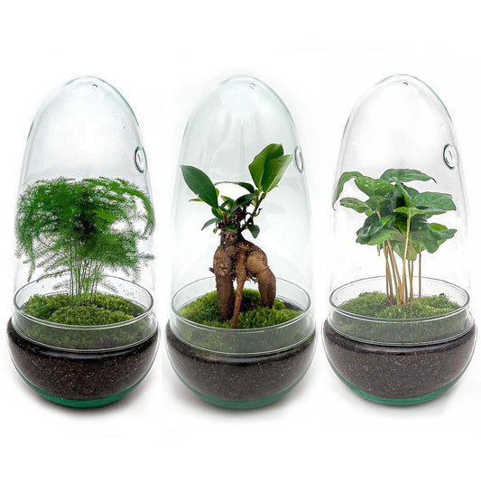 Terrarium DIY Kit - Eierbonsai - Flessentuin - ↑ 25 cm