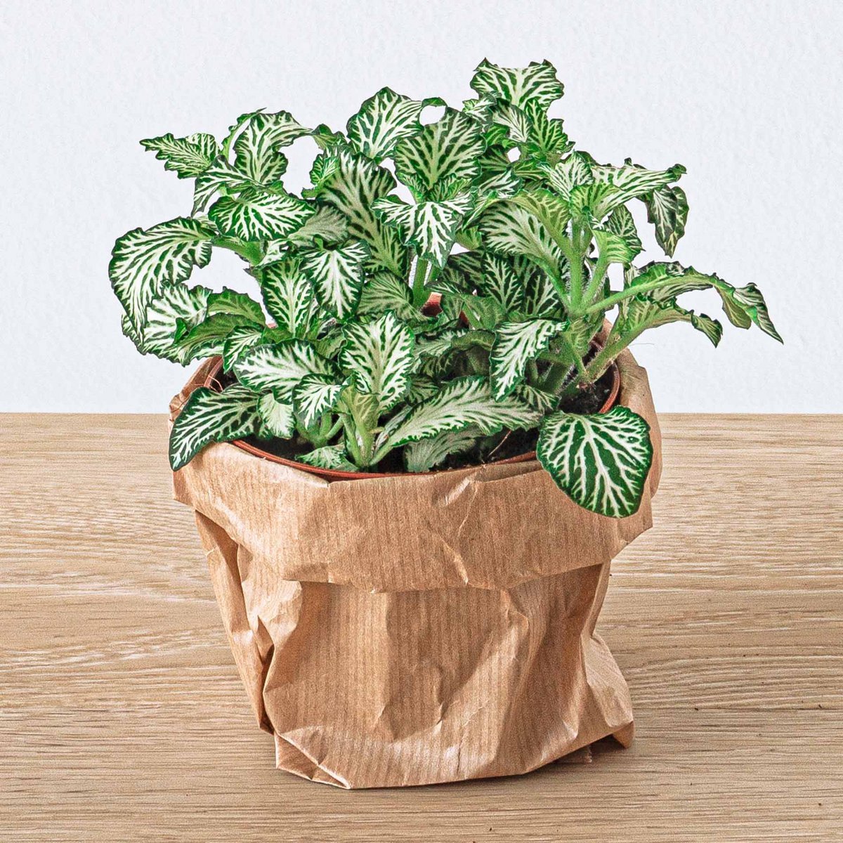 Fittonia White -White Tiger - Mozaïekplant