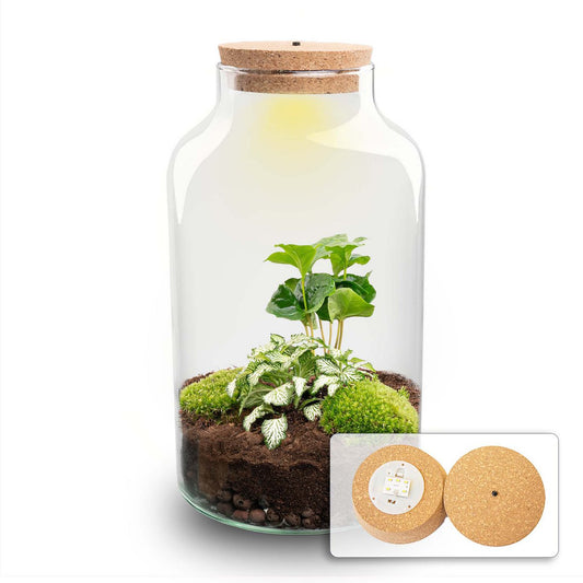 Terrarium DIY Kit - Melkachtige Coffea met Licht - Flessentuin - ↑ 31 cm