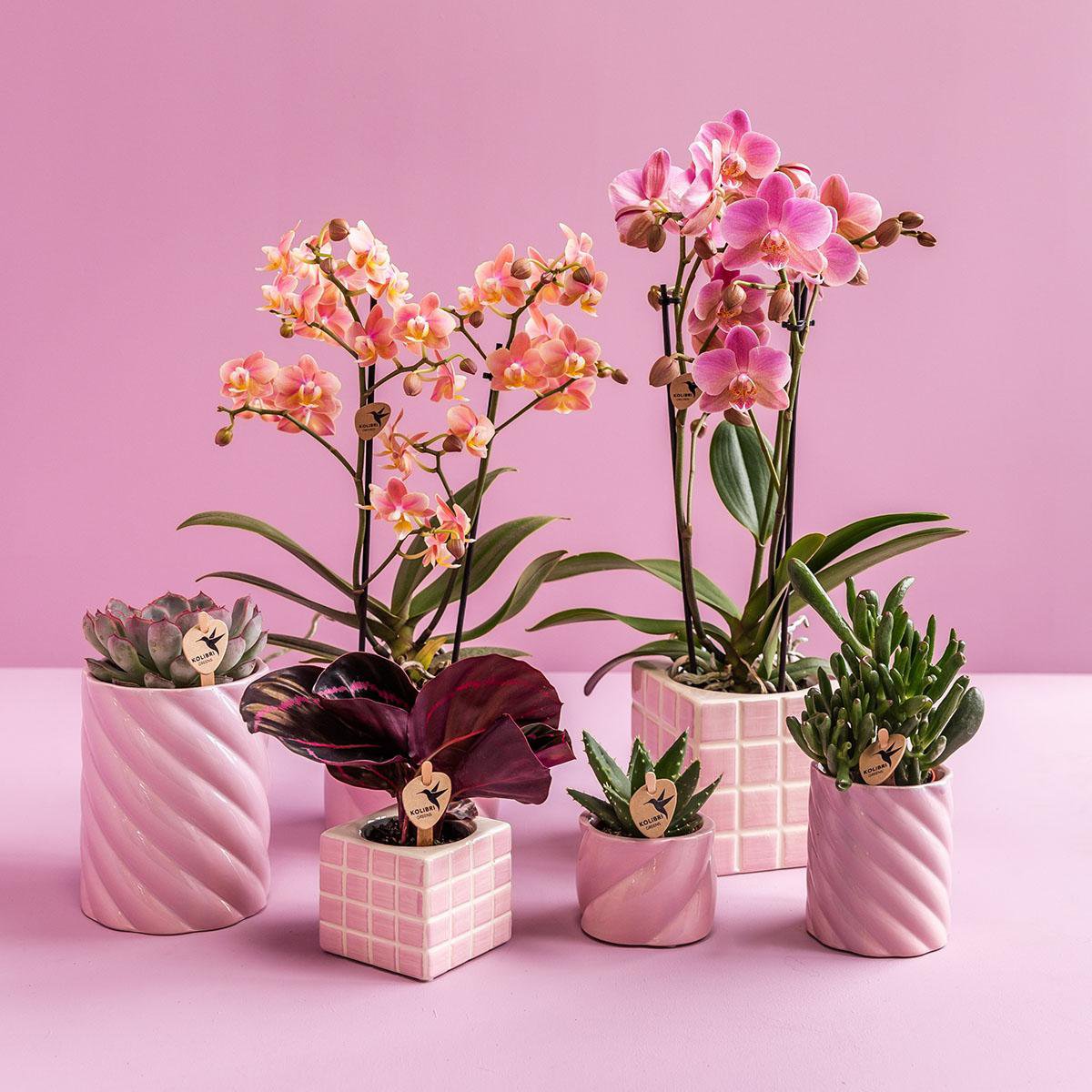 Kolibri Thuis | Candy sierpot - Roze - Ø6cm