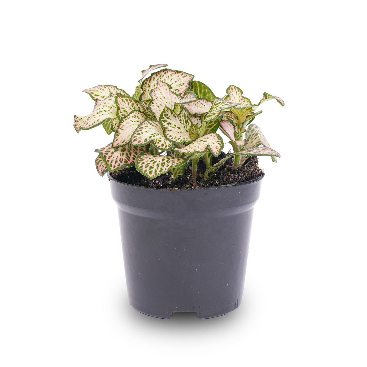 Fittonia Pink Tiger - Roze, wit en groen - Mozaïekplant