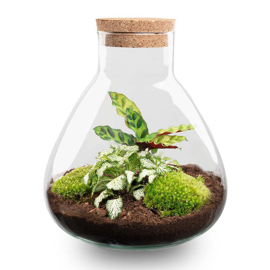 Terrarium bouwpakket - Sammie - Bottle Garden - ↑ 27 cm