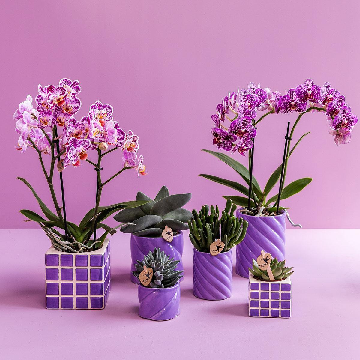 Kolibri Thuis | Candy sierpot - Lila - Ø9cm