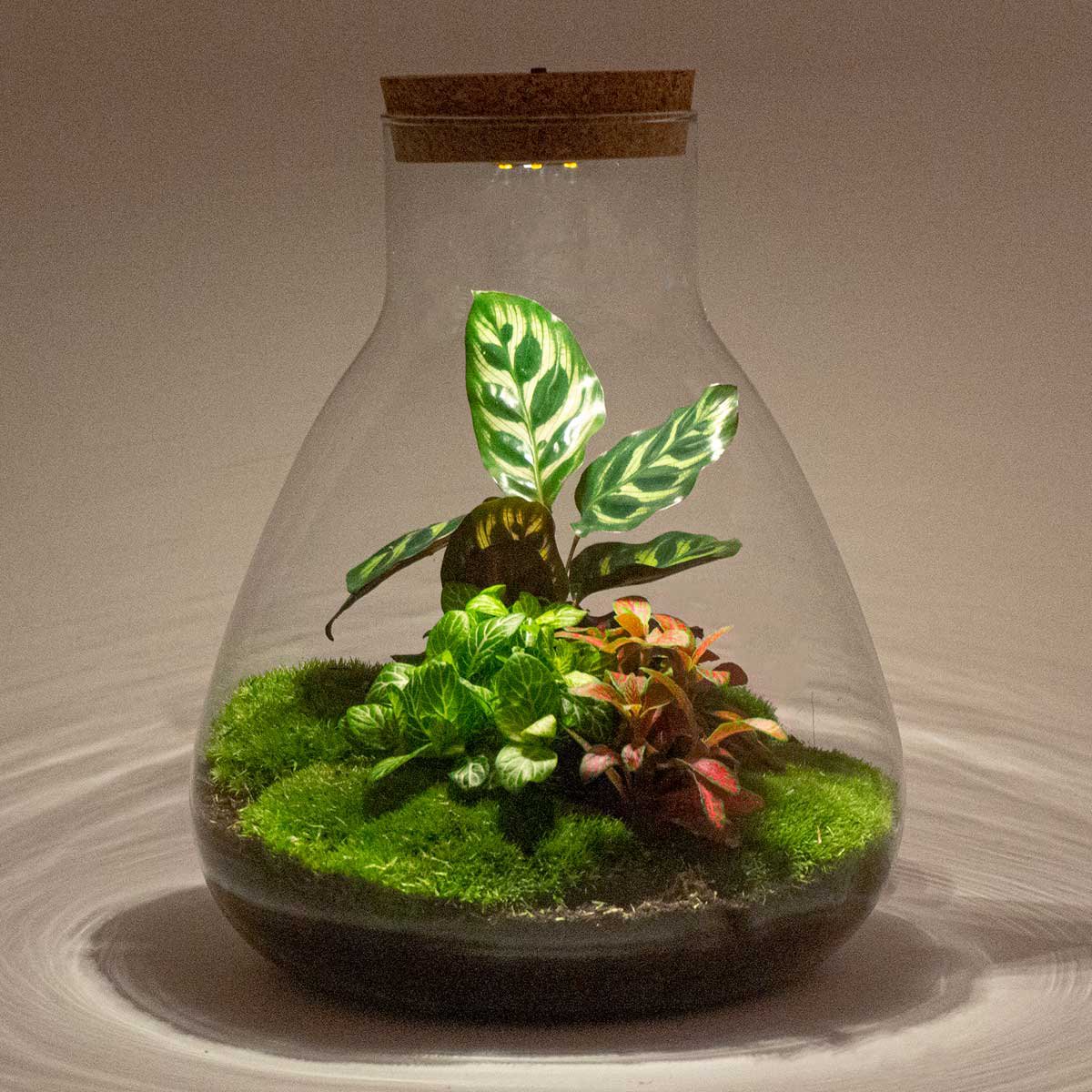 Terrarium DIY Kit - Sam Calathea met licht - Flessentuin - ↑ 30 cm