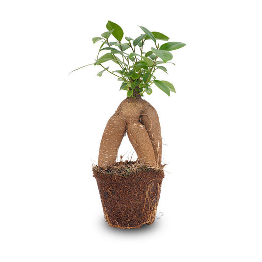 Ficus microcarpa ginsengbonsai - ↑20 cm