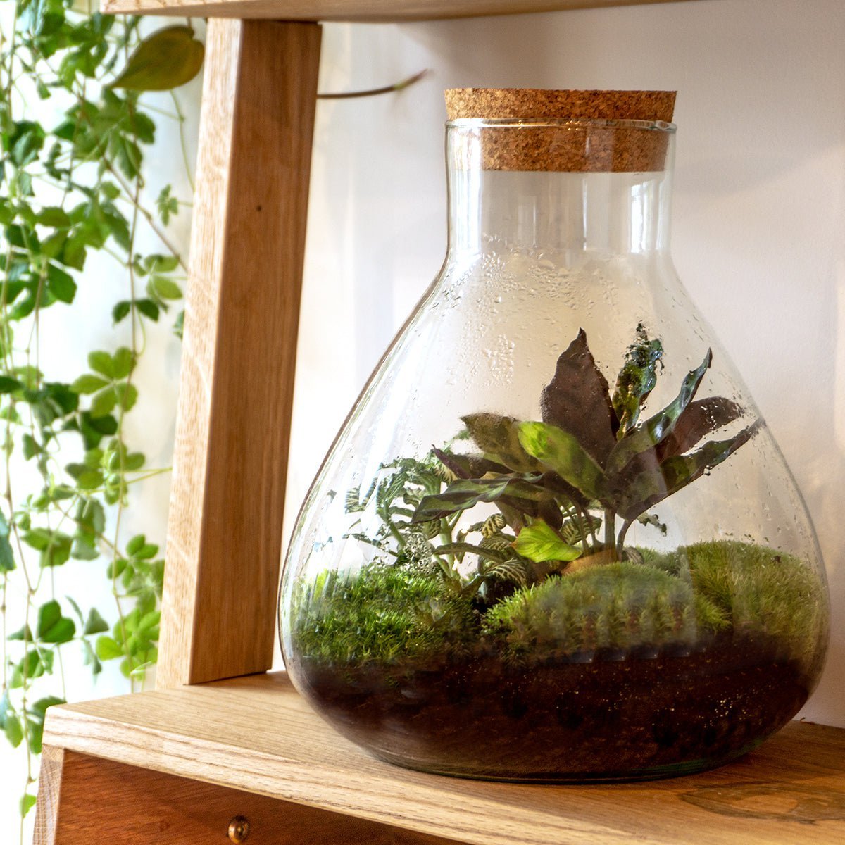 Terrarium bouwpakket - Sammie - Bottle Garden - ↑ 27 cm