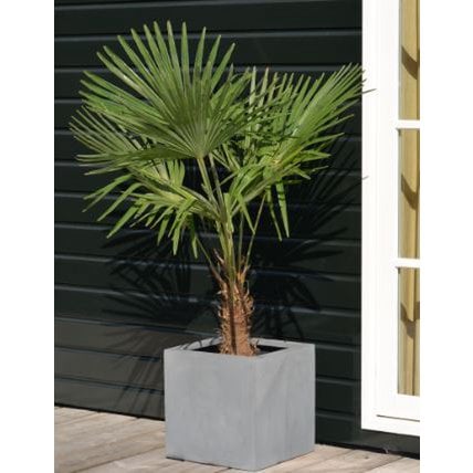 Plantenbak - El Salvador grey