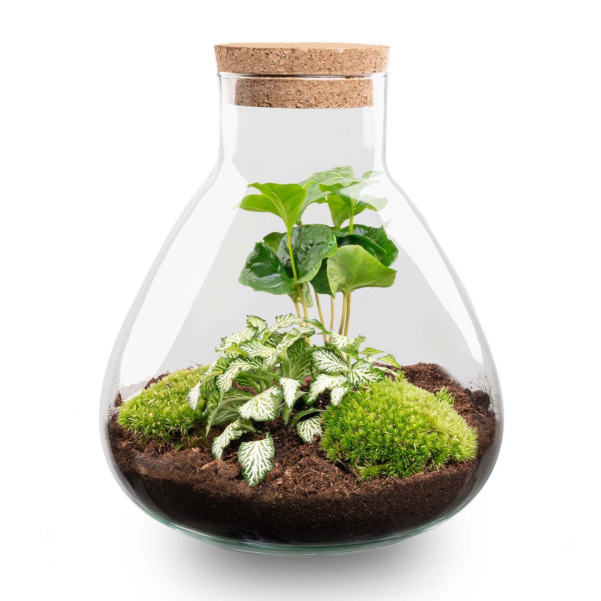 Terrarium bouwpakket - Sammie - Bottle Garden - ↑ 27 cm