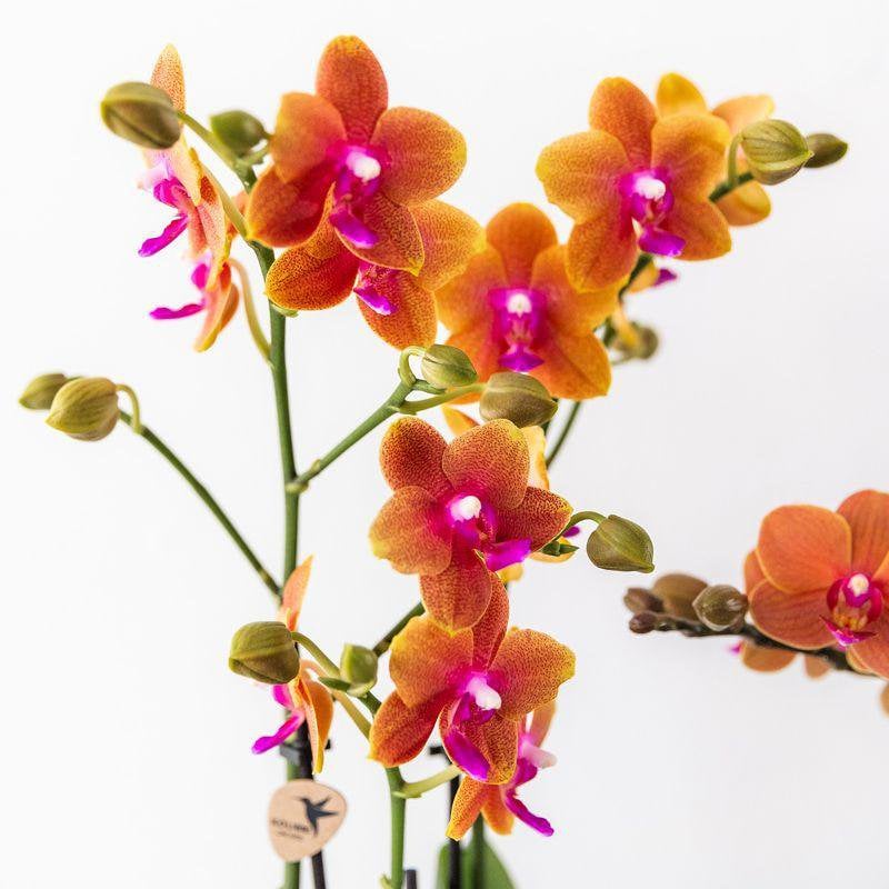 Kolibri Orchids | oranje geurende Phalaenopsis orchidee - Fragrance orange - potmaat Ø12cm | bloeiende kamerplant - vers van de kweker
