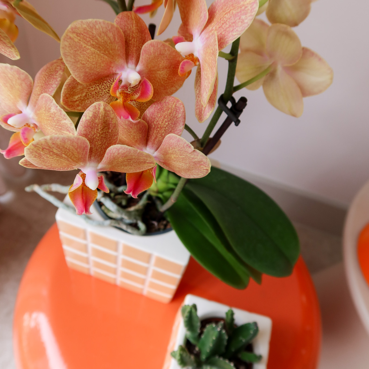 Kolibri Thuis | Mosa sierpot - Oranje - Ø9cm