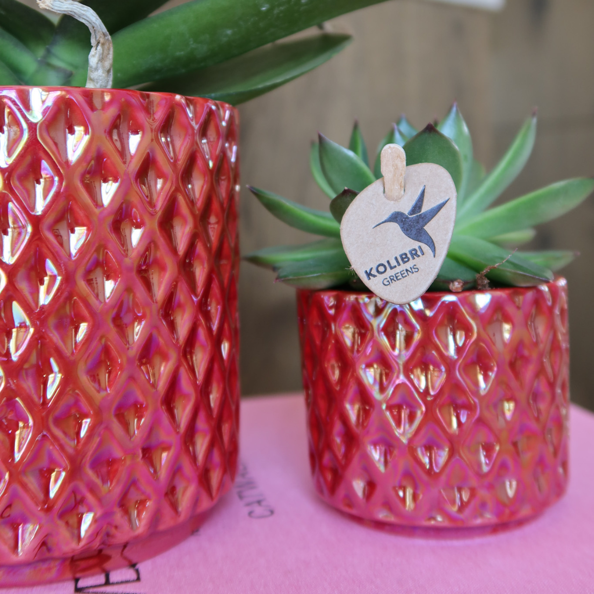 Colibr Orchids | Rode Phalaenopsis Orchid Congo + Diamond Pearl Pot Rood - Pot Measure Ø9cm | -Driverende kamerplant - vers van de teler