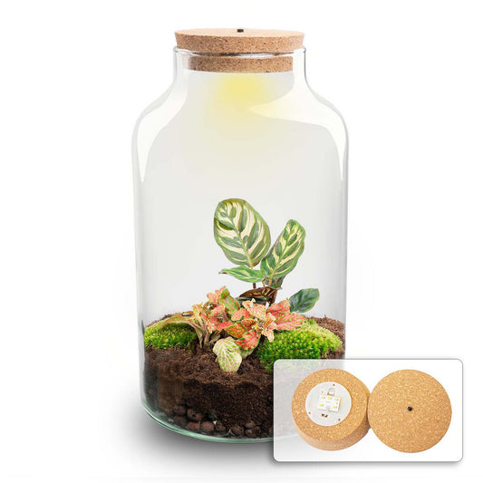 Terrarium DIY Kit - Melkachtige Calathea met Licht - Flessentuin - ↑ 31 cm