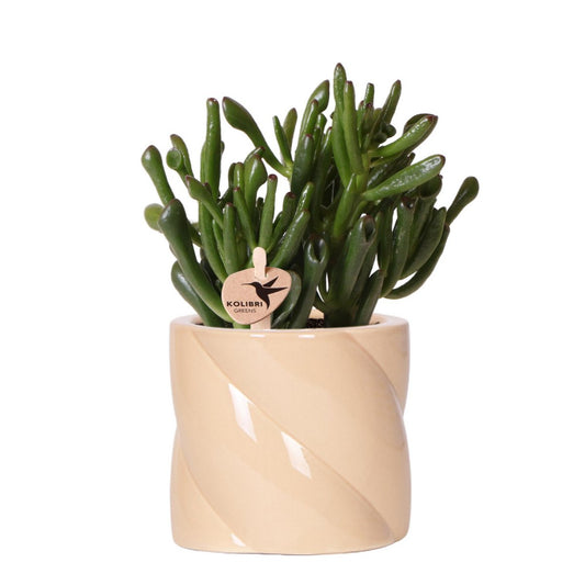 Kolibri Greens | succulent Crassula Hobbit +  Candy pot Peach - potmaat Ø9cm | bloeiende kamerplant - vers van de kweker