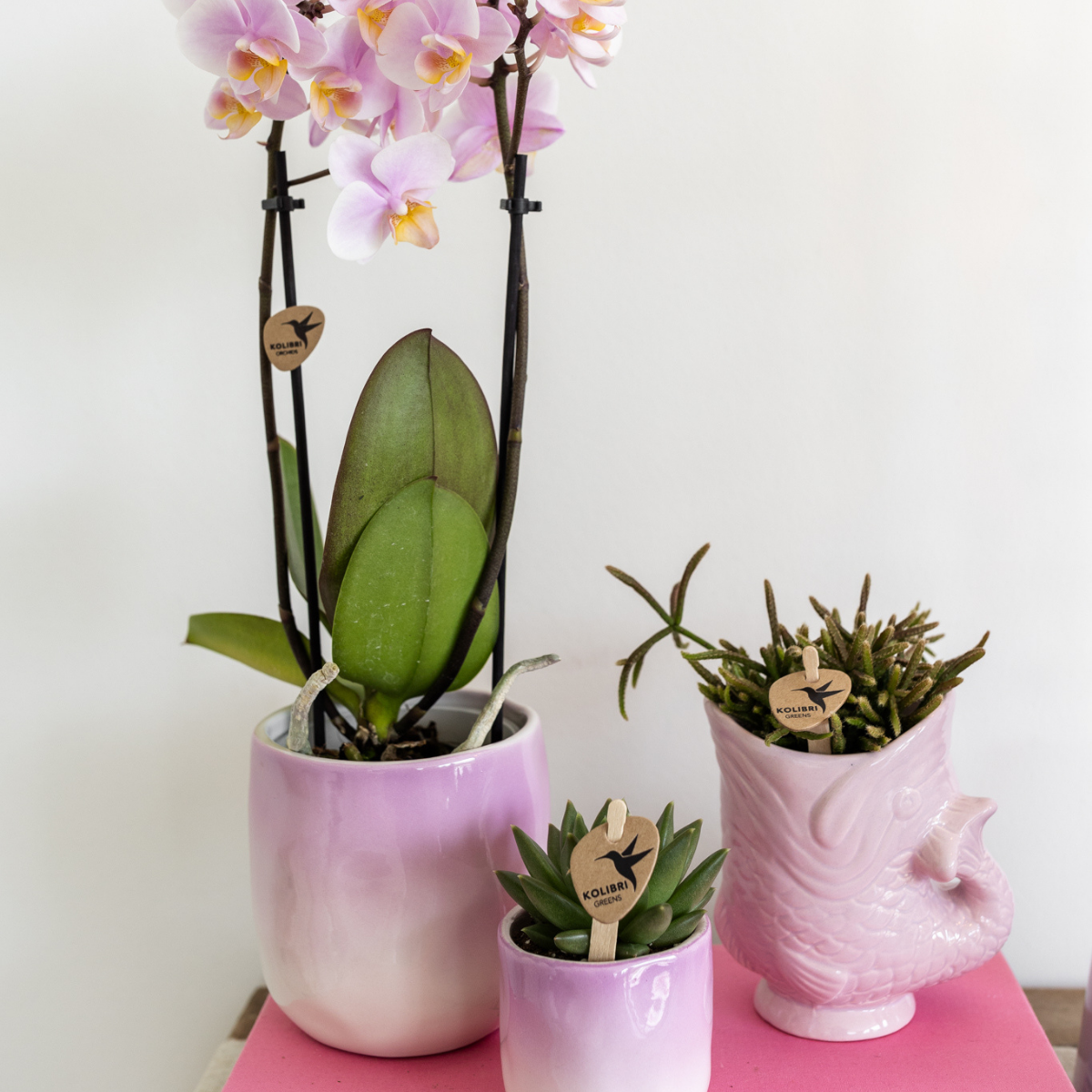 Kolibri Thuis | Vis - Roze - Ø6cm