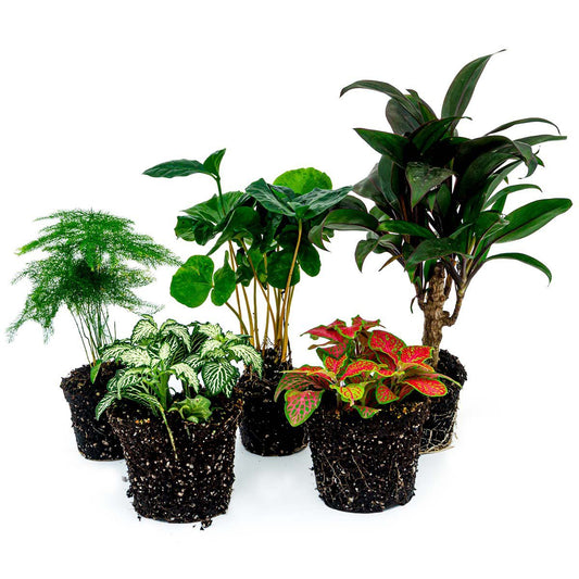 Plantenterrariumset - Coffea Arabica - 5 planten - Coffea Arabica - Palm - Asperges - Rood & Witte Fittonia