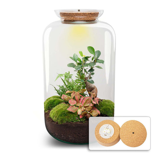 Terrarium DIY Kit - Sven Ginseng Bonsai - Flessentuin - ↑ 43 cm