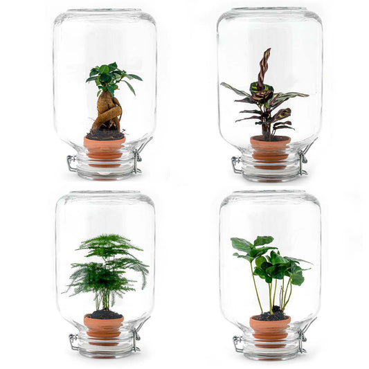 Easyplant - Ficus Ginseng Bonsai - DIY Terrarium Kit - ↑ 28 cm