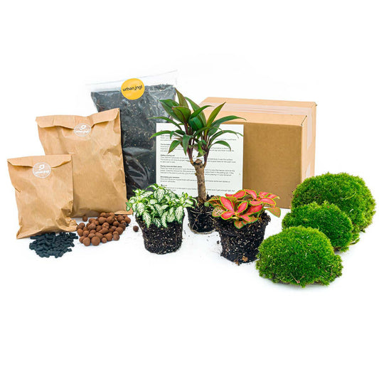 Plantenterrariumpakket - Palm - 3 terrariumplanten - Navul- & Startpakket - DIY Terrariumpakket
