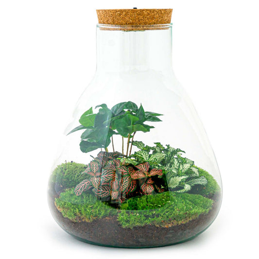 Terrarium DIY Kit- Sam Coffea met licht - Flessentuin - ↑ 30 cm