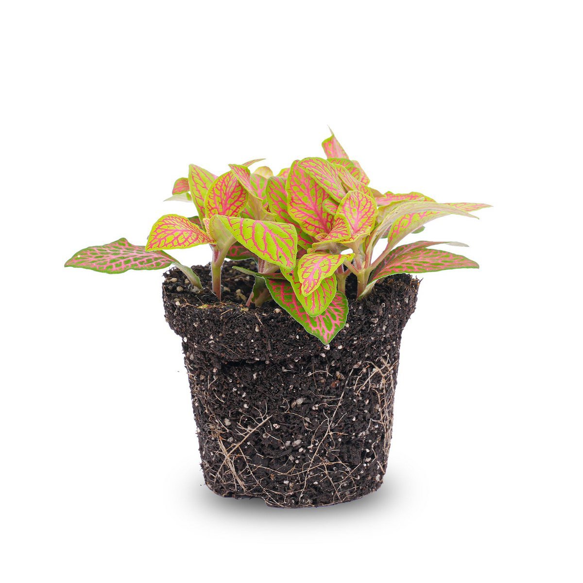 Fittonia Oranje - Roze - Ruby Lime - Mozaïekplant