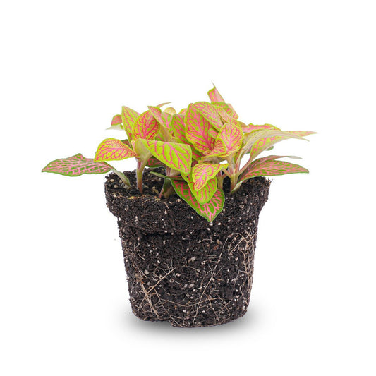 Fittonia Oranje - Roze - Ruby Lime - Mozaïekplant