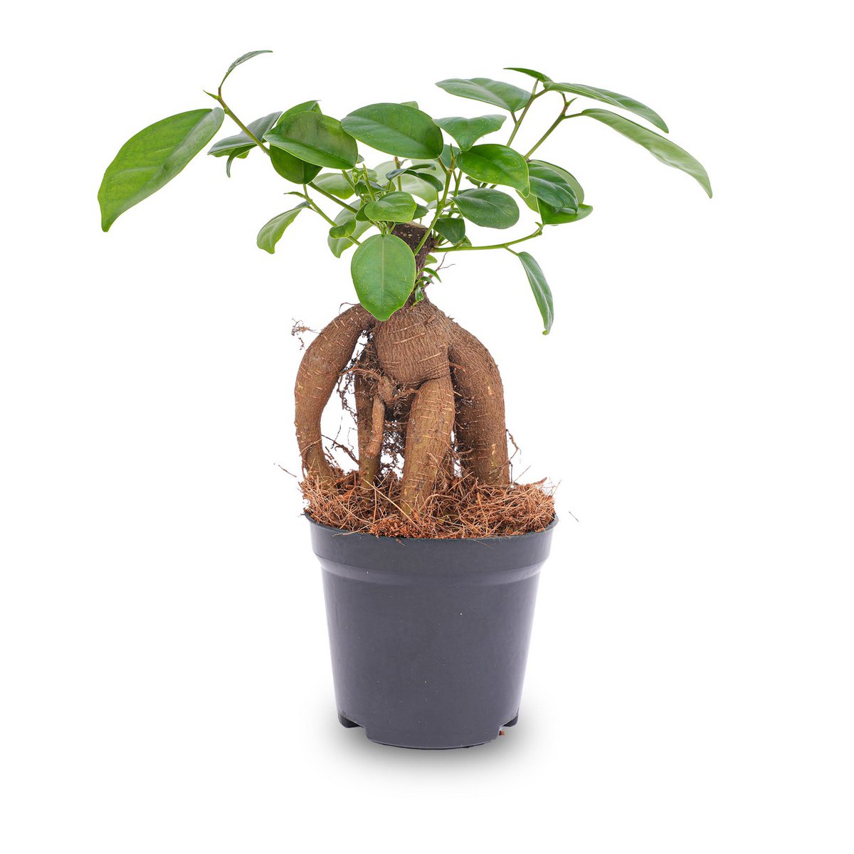 Ficus microcarpa ginsengbonsai - ↑20 cm