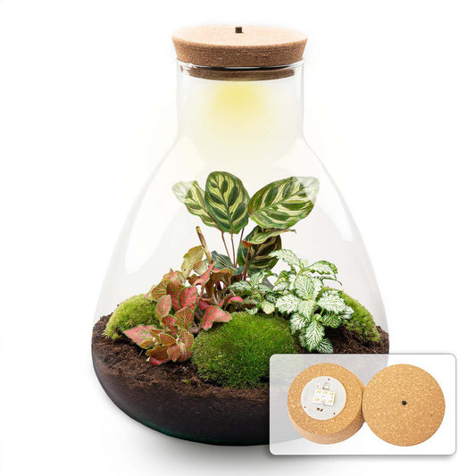 Terrarium DIY Kit - Sam Calathea met licht - Flessentuin - ↑ 30 cm