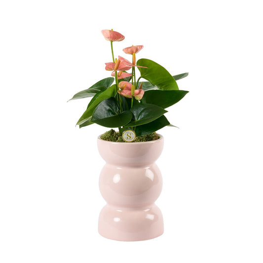 Davinci Pastel Pink Spirit