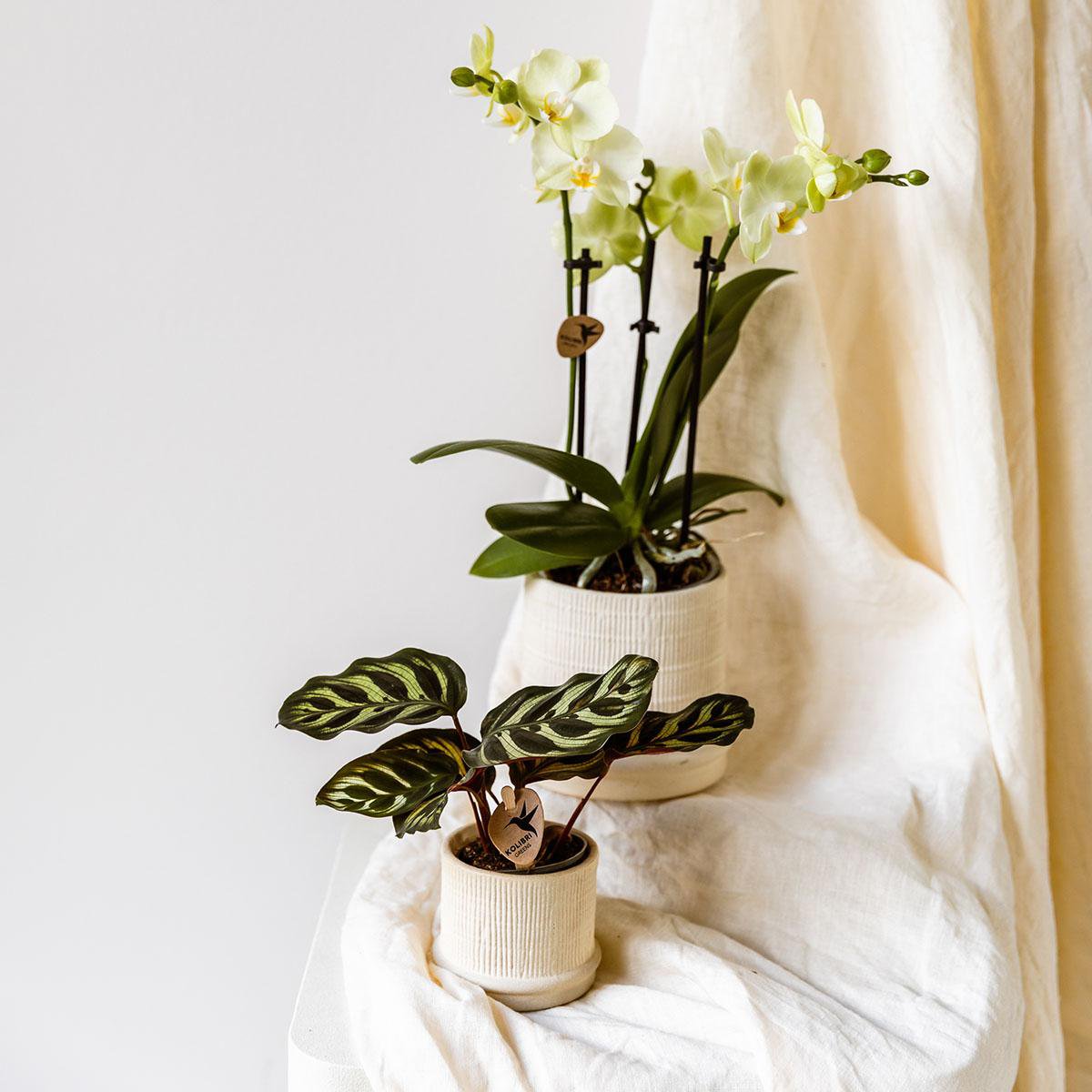 Kolibri Thuis | Bali sierpot - Off White - Ø9cm
