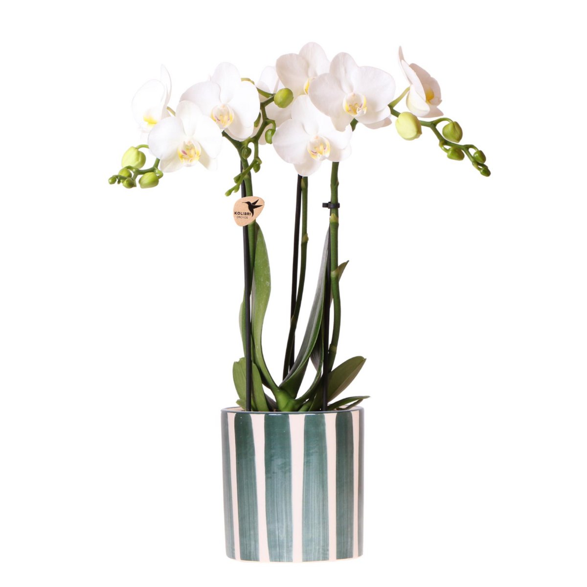Kolibri Orchids | Witte Phalaenopsis orchidee Amabilis + Painted Stripe pot groen - potmaat Ø9cm | bloeiende kamerplant - vers van de kweker