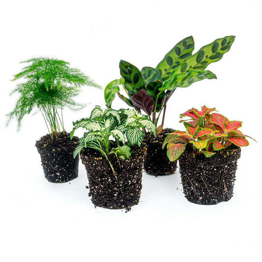Plantenset - Lancifolia - 4 planten - Calathea Lancifolia - Asperges - Rood & Witte Fittonia