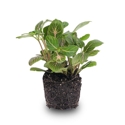 Fittonia Joly Josan - Rood en groen - Mozaïekplant