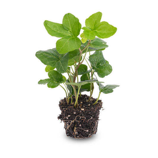 Hedera-helix - Ø 7 cm